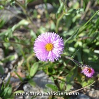 ssp venustus-Şavşat-Artvin