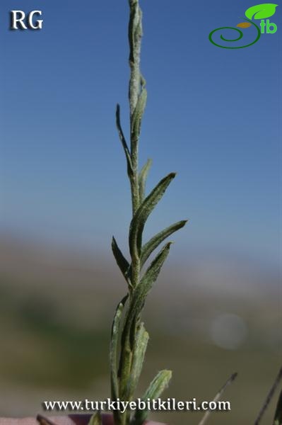 ssp araxinum-Böğrüdelik-Sivas