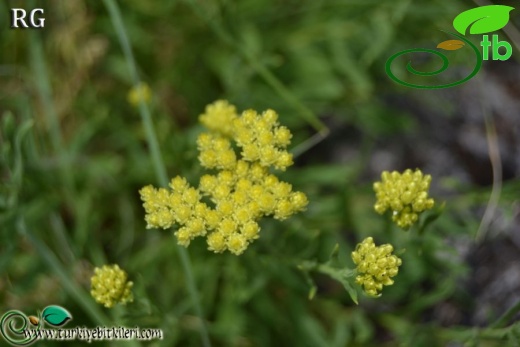 ssp polyphyllum-Çaldıran-Van