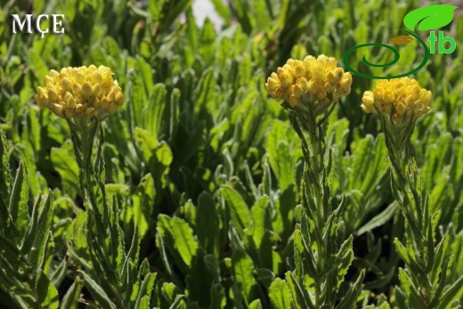 subsp. polyphyllum-Osmaniye