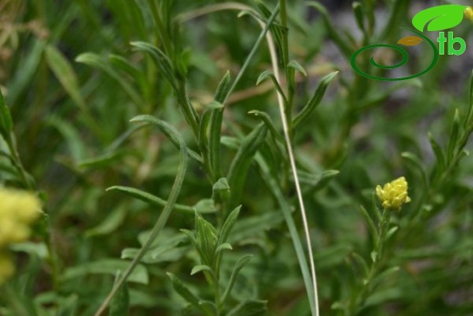 ssp polyphyllum-Çaldıran-Van