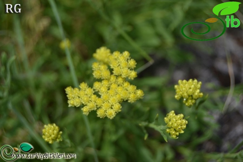 ssp polyphyllum-Çaldıran-Van