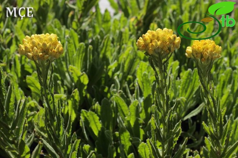 subsp. polyphyllum-Osmaniye