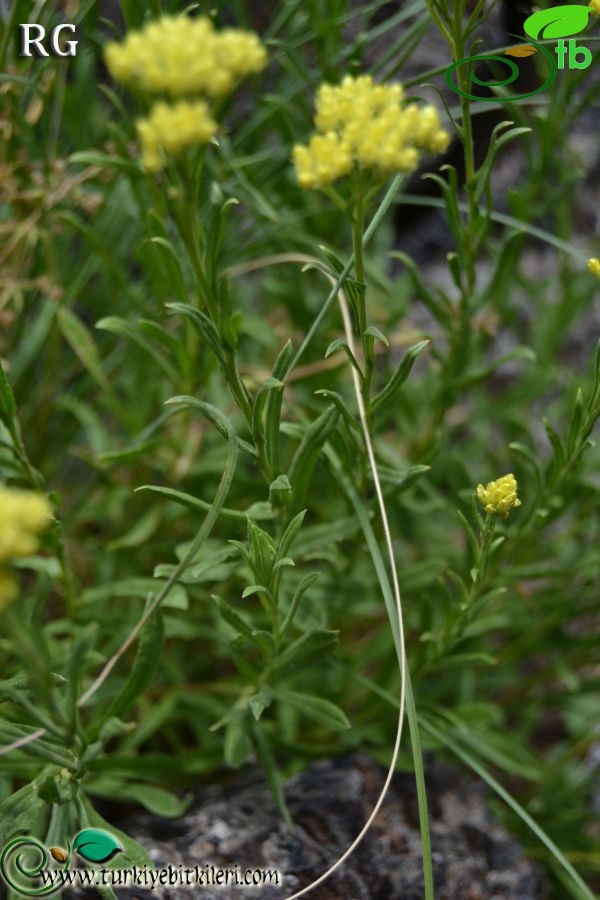 ssp polyphyllum-Çaldıran-Van