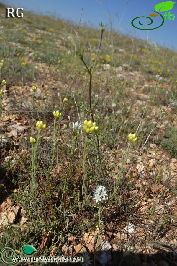 ssp plicatum-Yıldız dağları-Sivas