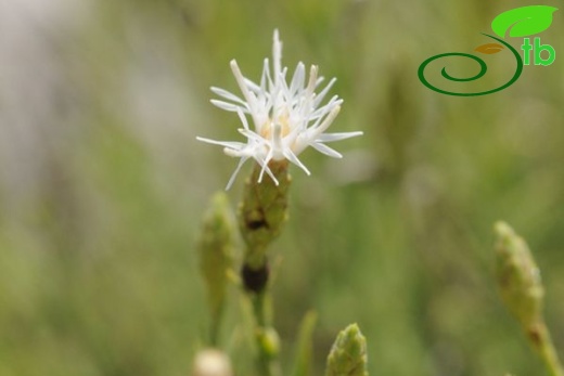 Boncuk dağları-Burdur