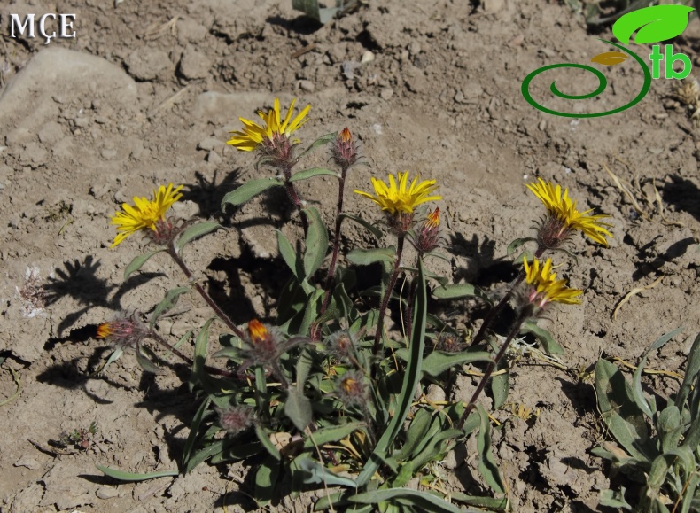 var. caulescens- Hakkari