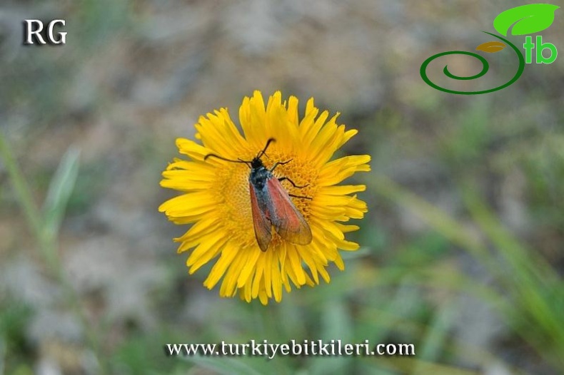 Yozgat