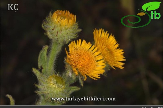 subsp. auriculata-Bozdağ-İzmir