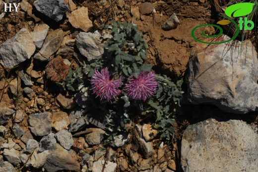 Subsp. nifense- Izmir