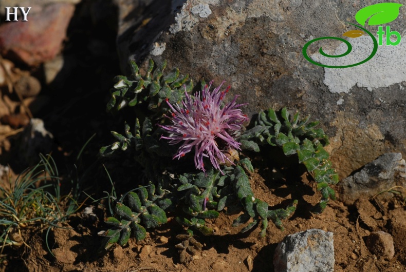 Subsp. nifense- Izmir