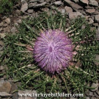 subsp. pinnatisecta-Sarıkamış-Kars