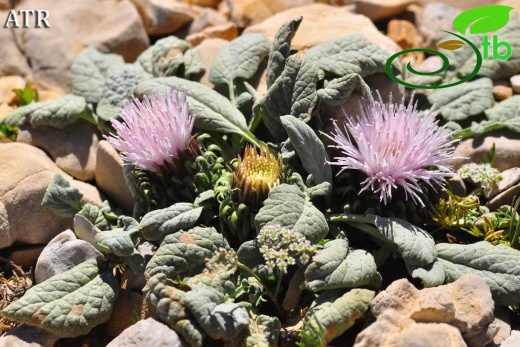 subsp. moschus- Gündoğmuş