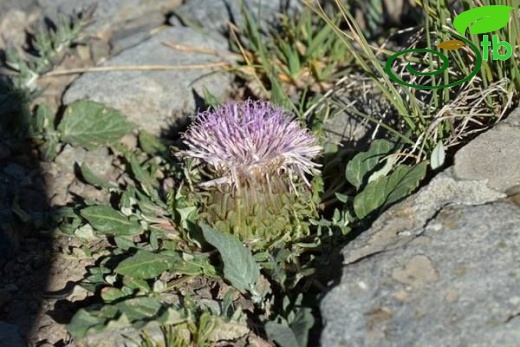 Ssp moschus-Kaçkar dağları