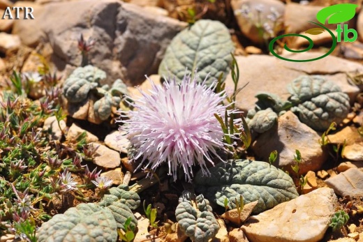 subsp. moschus- Gündoğmuş