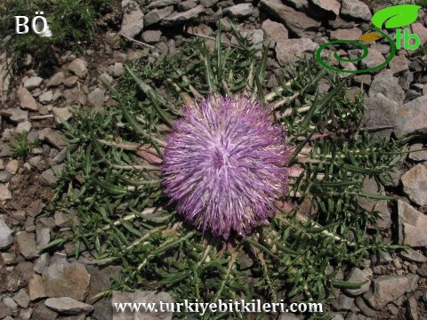 subsp. pinnatisecta-Sarıkamış-Kars