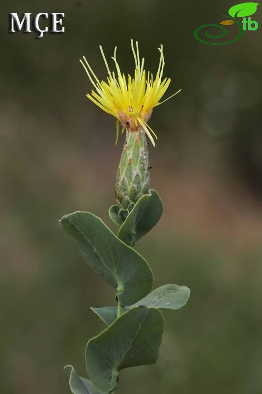 Amanos dağları-Osmaniye