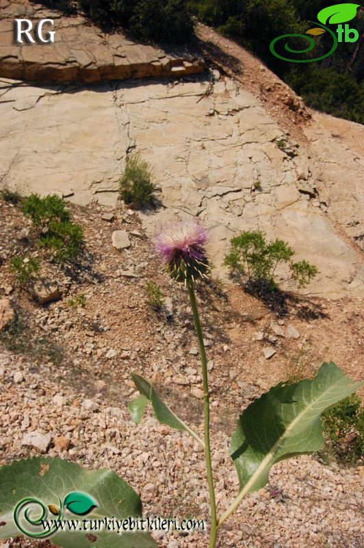 Karaman