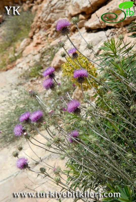 Korkuteli-Antalya