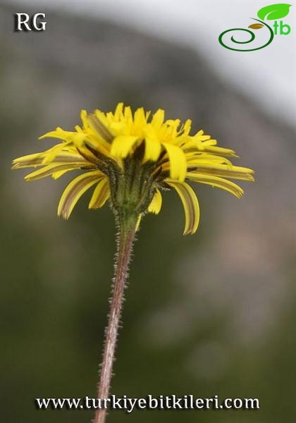 ssp hispidus-Datça-Muğla