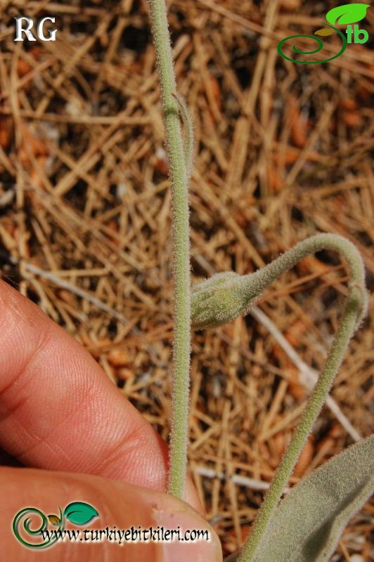 ssp oxylepis-Dirmil-Burdur