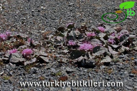 Amanos dağları-Osmaniye