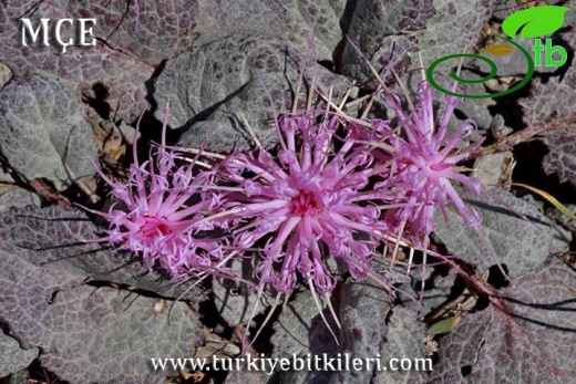 Amanos dağları-Osmaniye