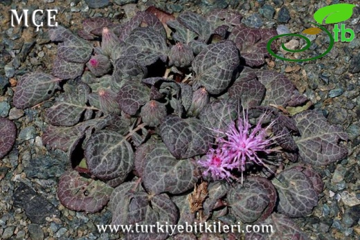 Amanos dağları-Osmaniye