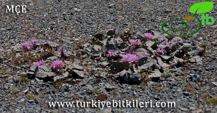 Amanos dağları-Osmaniye