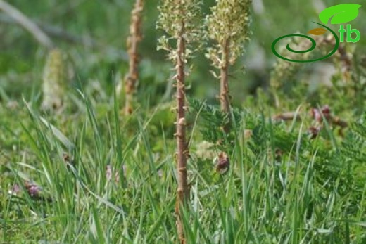 Yeniçağa-Bolu