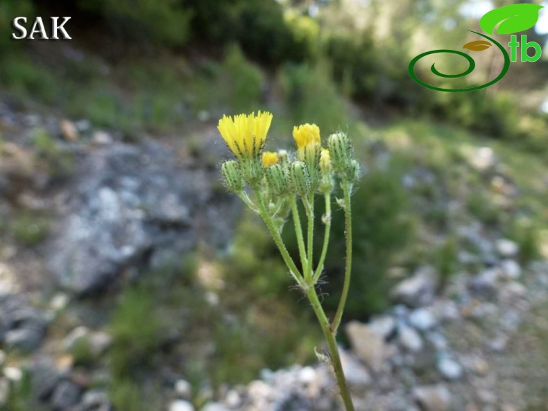 Göktepe-Muğla