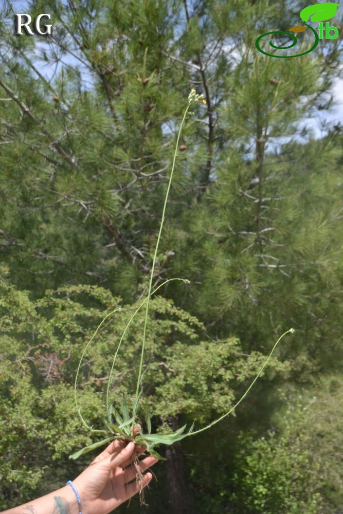 Ula-Muğla