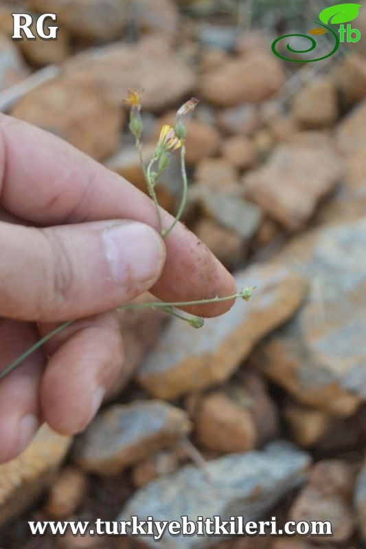 ssp piloselloides-Sandras dağı-Köyceğiz