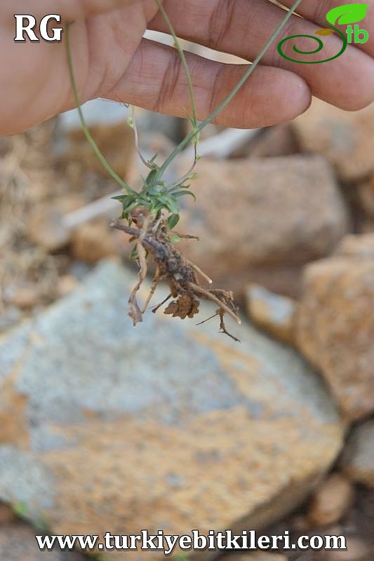 ssp piloselloides-Sandras dağı-Köyceğiz