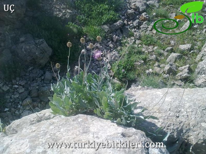 Elazığ