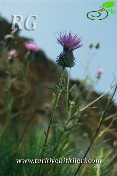 Alanya-Antalya