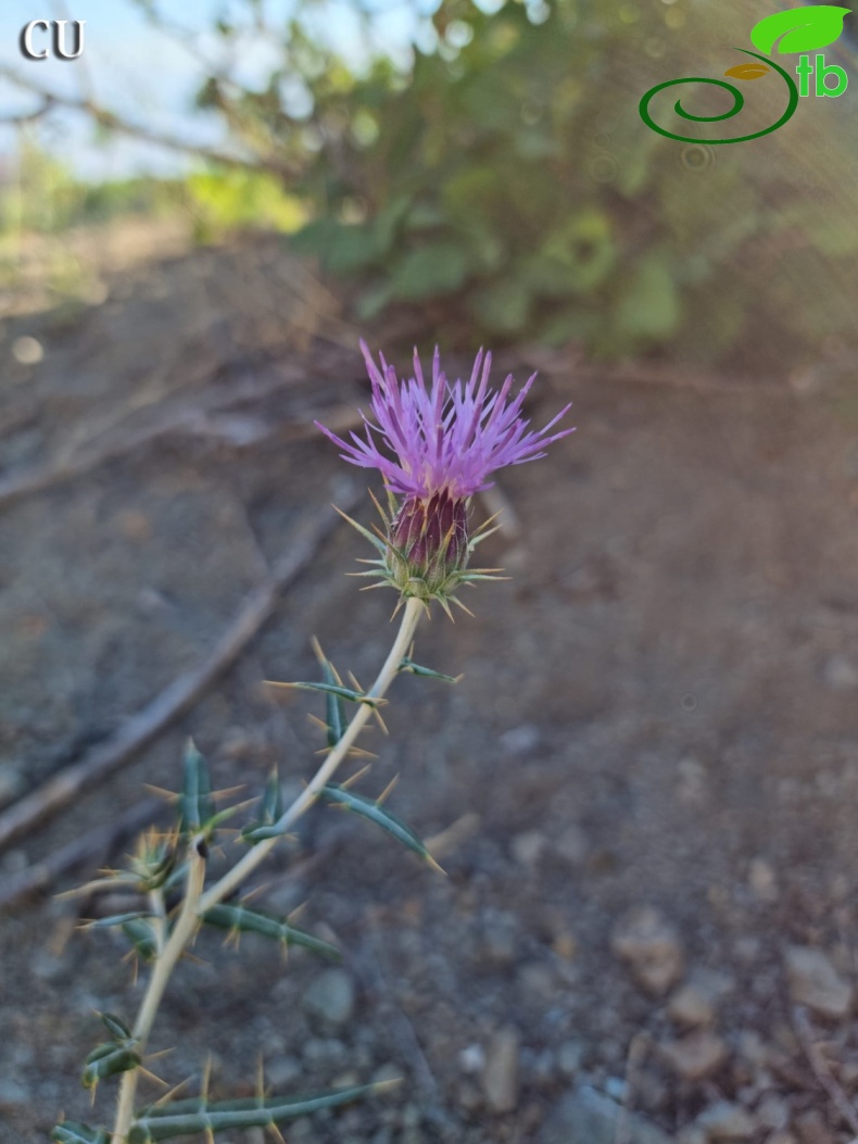 subsp. turcicus- Kahramanmaras