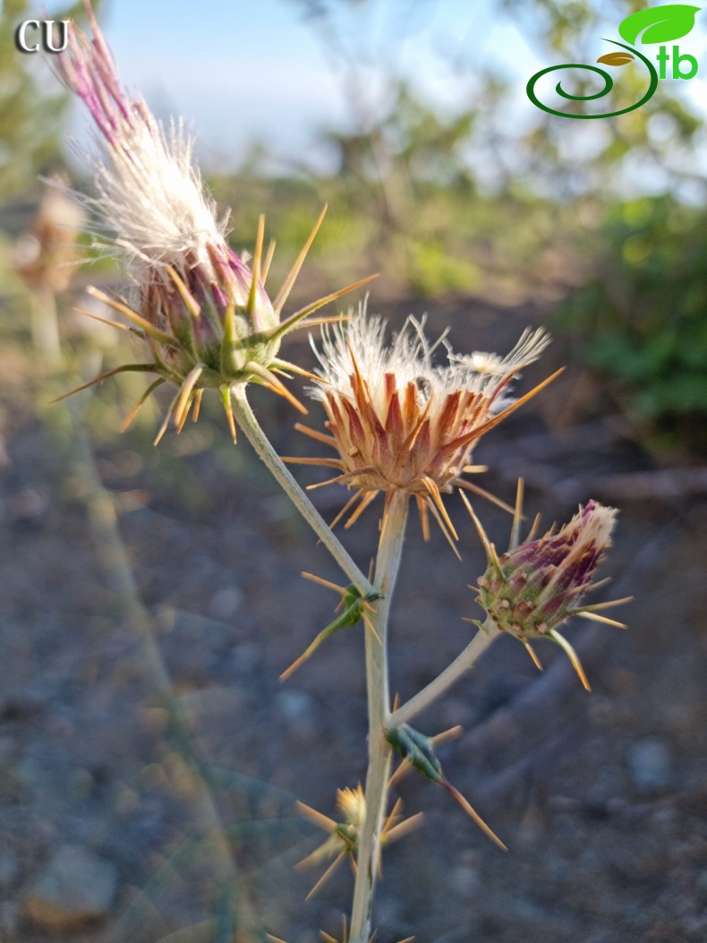 subsp. turcicus- Kahramanmaras