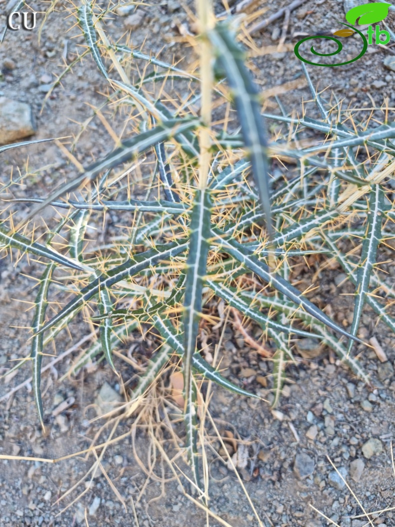 subsp. turcicus- Kahramanmaras