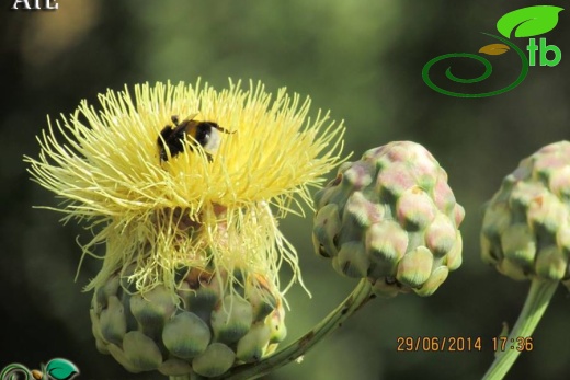 Fethiye-Muğla