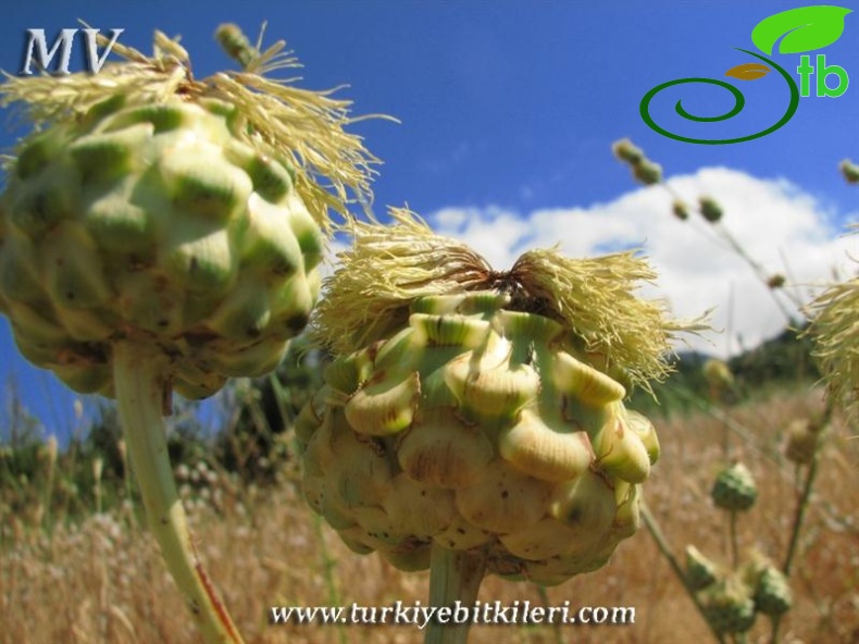 Fethiye-Muğla