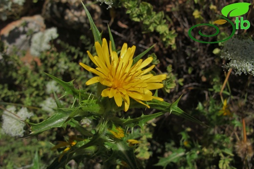 Datça