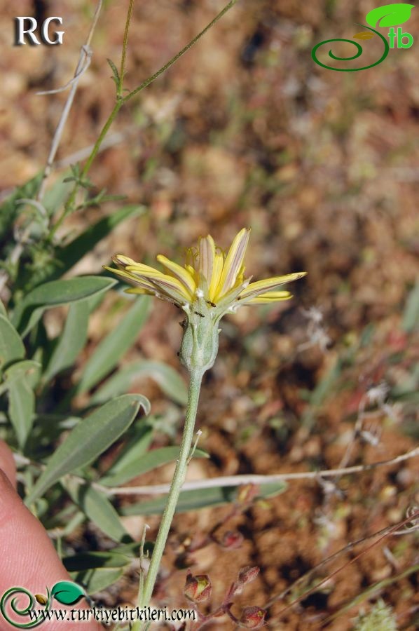 Karaman