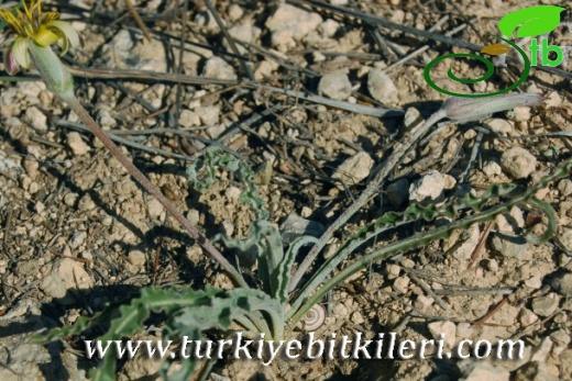 ssp szowitsii-Karaman