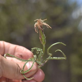 Sandras dağı-Köyceğiz