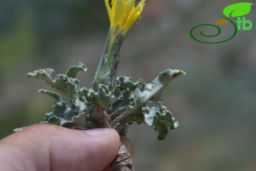 Dirmil-Burdur