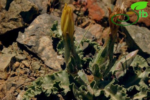 Dirmil-Burdur