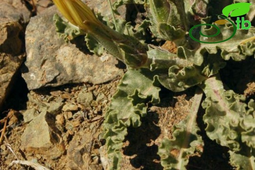 Dirmil-Burdur