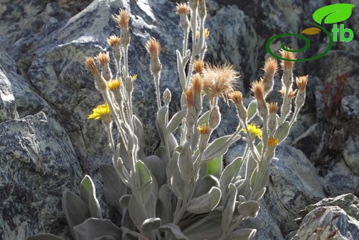 Amanos dağları-Osmaniye