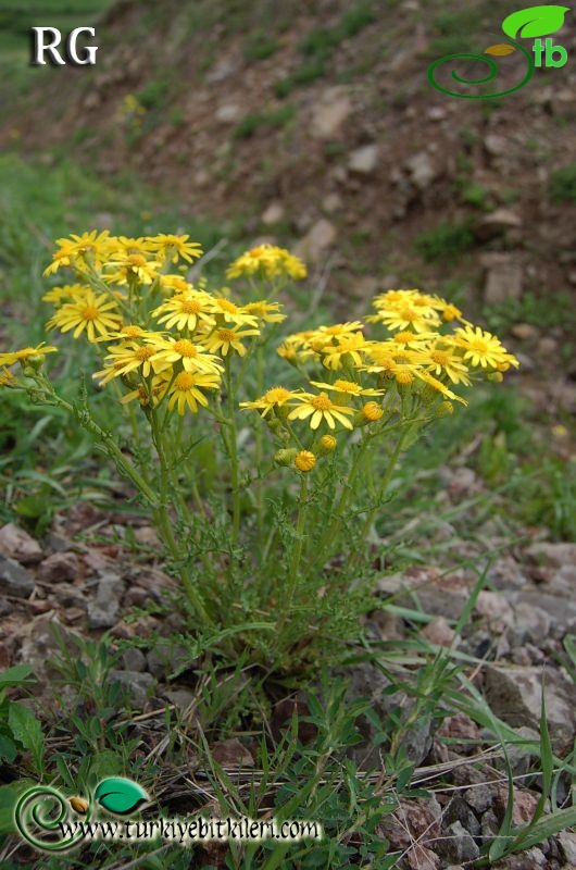 Posof-Ardahan